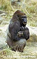 WVMAG244 silver-back gorilla.jpg