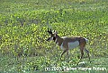 WVMAG266 pronghorn antelope.jpg