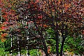 _MG_3252 fall foliage-babcock state park.jpg
