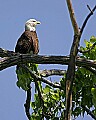 _MG_2427 bald eagle-Alton Illinois.jpg