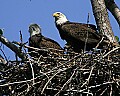 _MG_2749 eagles in nest.jpg