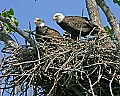 _MG_2784 alton eagle nest.jpg