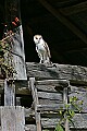 _MG_3422 barn owl in barn.jpg