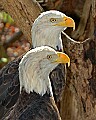 DSC_2745 two bald eagle.jpg