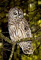 DSC_6335 barred owl 13x19.jpg