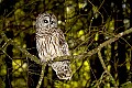 DSC_6335 barred owl.jpg
