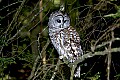 DSC_6360 barred owl.jpg