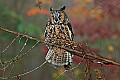 DSC_7110 long-eared owl--fall color.jpg