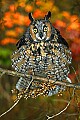 DSC_7123 short-eared owl.jpg