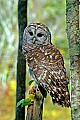 DSC_7234 barred owl.jpg