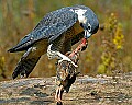 DSC_7361 immature peregrine falcon eating a quail.jpg