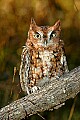 DSC_7733 red screech owl.jpg