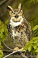 DSC_9867 great horned owl.jpg