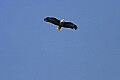 Eagles 039 bald eagle in flight.jpg