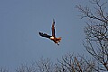 Eagles1 069 bald eagle flying.jpg