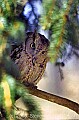 fauna701 screech owl.jpg