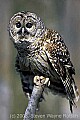 fauna702 Barred Owl.jpg