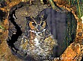 fauna705 great horned owl.jpg