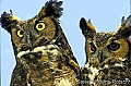 WMAG369 Great-horned Owl pair.jpg