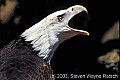 WVMAG157 bald eagle.jpg