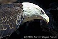 WVMAG159 bald eagle.jpg