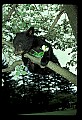 10011-00071-Black Bear Cubs-Ursus americanus.jpg