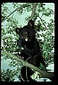 10011-00078-Black Bear Cubs-Ursus americanus.jpg