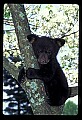 10011-00204-Black Bear Cubs-Ursus americanus.jpg