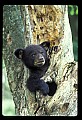 10011-00207-Black Bear Cubs-Ursus americanus.jpg