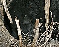 _MG_7157 bear cub on mother in den.jpg