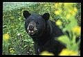 Black Bear in Goldenrod.jpg