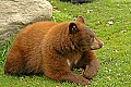DSC_0393 bear cub.jpg