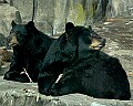DSC_2789 black bear.jpg