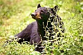WMAG319 Black Bear.jpg