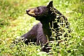 WMAG320 Black Bear.jpg