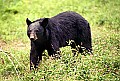 WMAG321 Black Bear.jpg