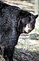 WMAG323 Black Bear.jpg