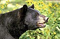 WMAG324 Black Bear Mugshot.jpg