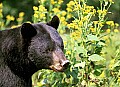 WMAG325 Black Bear Portrait.jpg