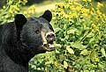 WMAG329 Black Bear.jpg