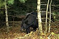 WMAG330 Black Bear.jpg