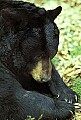 WMAG332 Black Bear.jpg