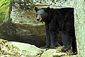 WMAG333 Black Bear.jpg