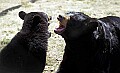 WMAG334 Grumpy Black Bear.jpg