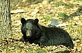 WMAG335 Black Bear.jpg