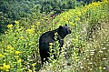 WMAG336 Black Bear in Flowers.jpg