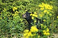 WMAG339 Black Bear in Flowers.jpg