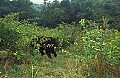 WMAG340 Black Bear.jpg