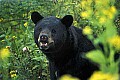 WMAG342 Black Bear.jpg