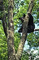 WMAG343 Black Bear in Tree.jpg